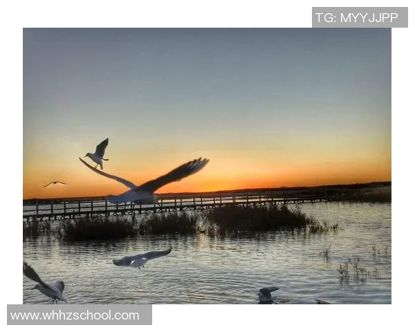 足球明星赛罗的电影:追逐梦想与荣耀的绿茵传奇